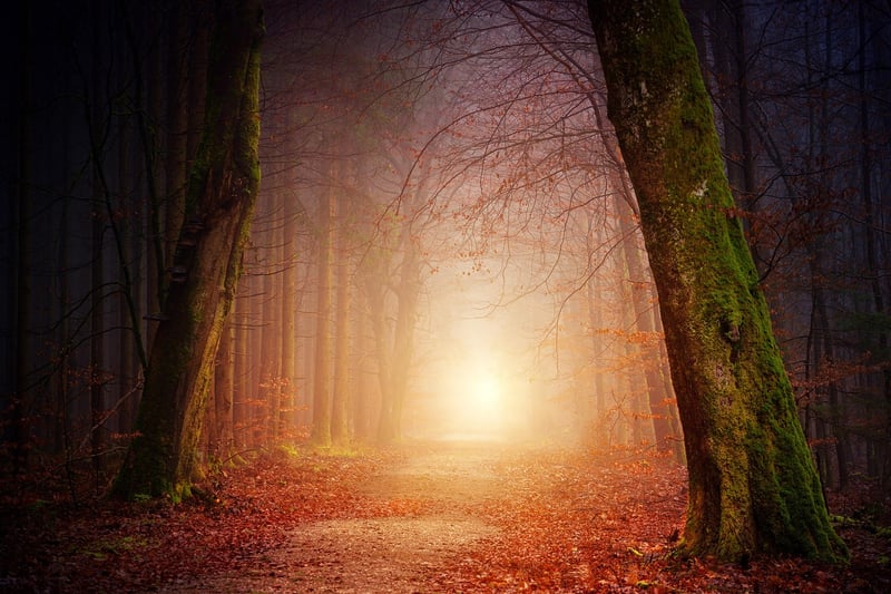 Sunlit Forest
